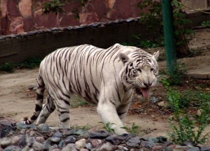 Алматинський зоопарк історія, тварини зоопарку, адреса і фото