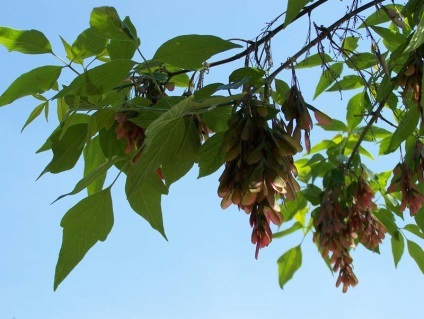 Descriere americană de arțar, plantare și îngrijire, fotografie