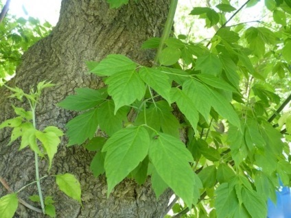 Descriere americană de arțar, plantare și îngrijire, fotografie