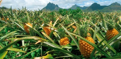 Ananas - fotografie, proprietăți utile și contraindicații, beneficiu și rău