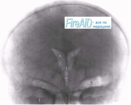 Anatomy röntgen vizsgálat a központi idegrendszer