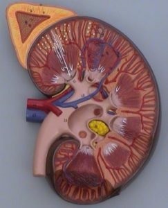 Androsteroma - снимки, видове, причини, симптоми и лечение