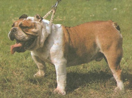 Angol bulldog az Atlas of kutyafajták