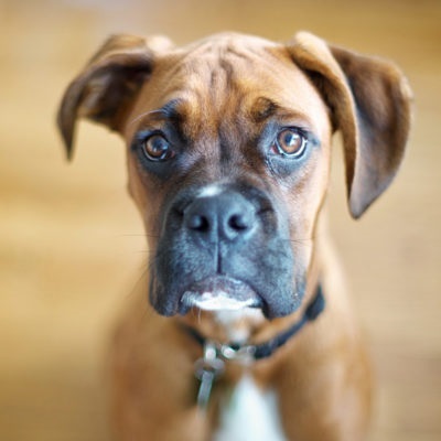 Angol bulldog standard fajta leírása és jellege (Bulldog) Angol bulldog standard fajta leírását és karakter