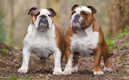 Angol bulldog standard fajta leírása és jellege (leírás) Angol bulldog standard fajta leírását és karakter