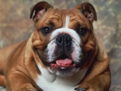 Angol bulldog standard fajta leírása és jellege (leírás) Angol bulldog standard fajta leírását és karakter
