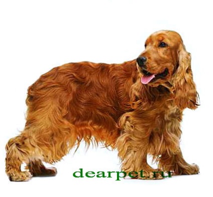 Engleză Cocker Spaniel, Cocker Spaniel