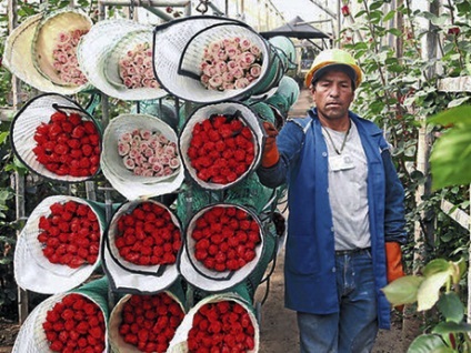 Buchet anticrisis de lalele de seră din presa sabotă trandafiri kenyeni