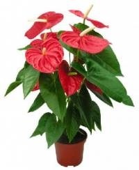 Anthurium reproducere, cultivare, îngrijire - plante de apartament, flori