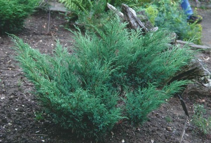 APK - Vitus - Juniperus Sabina