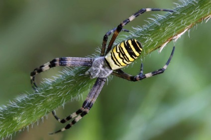 Arpyopa lui Brunnich, aka spider-wasep