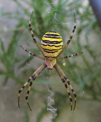 Arpyopa lui Brunnich, aka spider-wasep