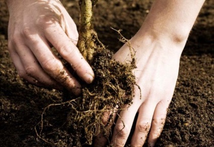 Gura japoneză caracteristici, fotografii, plantare, îngrijire, reproducere prin semințe, butași, transplant,