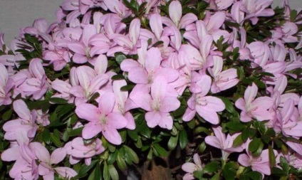 Azalea - fotók, ápolás, tenyésztés, a virágzás és transzplantációs