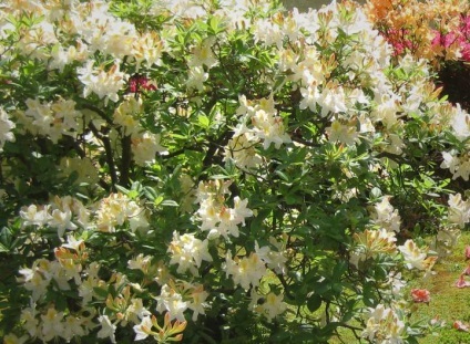 Azalea - fotók, ápolás, tenyésztés, a virágzás és transzplantációs