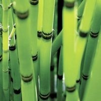 Plăci de bambus