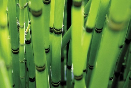 Bambusul este un semn natural de calitate