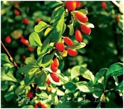 berberis vulgaris