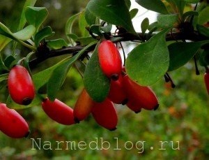 berberis vulgaris