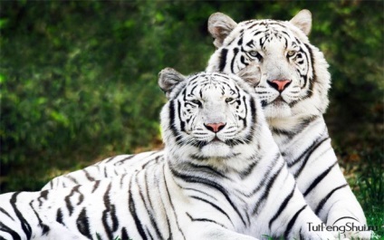White Tiger (buy-xy) - Feng Shui kabalája