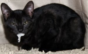 Rabia într-un simptom de pisică, modalități de a salva un animal din boală