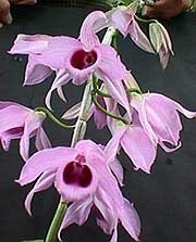 Biologie orhidee, cultivatori de flori, diferența de orhidee, epifite, specii terestre, aspect, monopod
