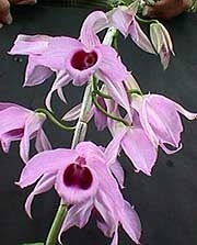 Orchid Biology, virágárusok, ellentétben orchidea, epifitonok, szárazföldi fajok, megjelenés, monopodiális (kontraszt) Biológia orchideák, virágárusok, ellentétben orchideák, epifitonok, szárazföldi fajok megjelenése, monopodiális