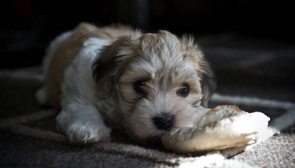 Bichon havanez fotografie Havana bichon, istoria rasei de caini caracteristica caracteristica cainilor cu altii