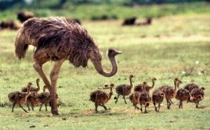 Бізнес на страусів розведення страусів в домашніх умовах