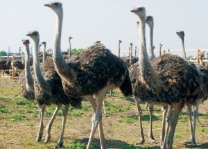 Бізнес на страусів розведення страусів в домашніх умовах