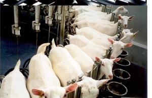 Бізнес-план козячої ферми зміст, розведення і годування кіз в умовах ферми