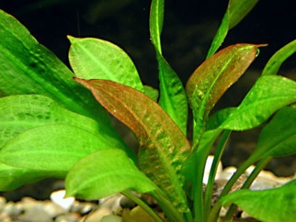 Bolile cauzate de plantele de acvariu