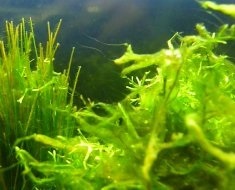 Хвороби акваріумних рослин причини