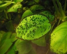 Bolile cauzate de plantele de acvariu