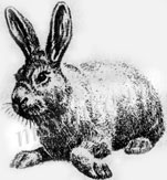 хвороби кроликів