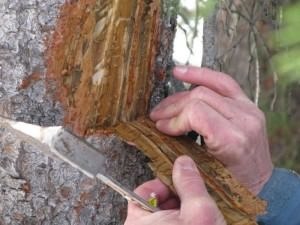 Боротьба з короїдом - методи боротьби в дерев'яному будинку в домашніх умовах