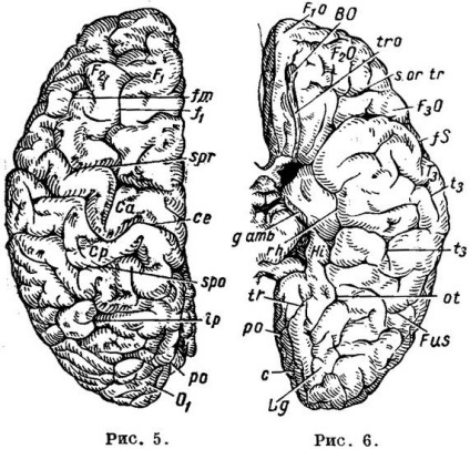 Blocurile și convoluțiile cortexului cerebral