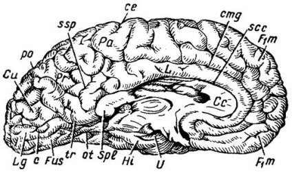 Blocurile și convoluțiile cortexului cerebral