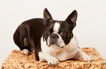 Boston terrier (Boston terrier) kutya fotó, természet ár