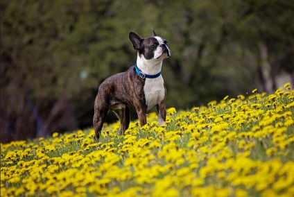 Boston terrier (Boston terrier) kutya fotó, természet ár