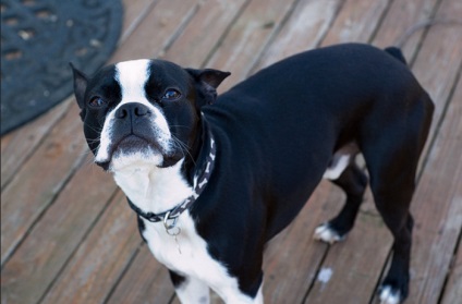 Boston Terrier (Boston Terrier) fotografie câine, natura, preț