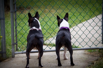 Boston terrier (Boston terrier) kutya fotó, természet ár