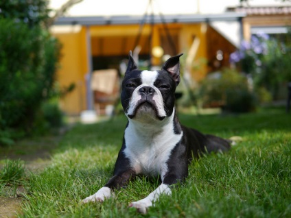 Boston terrier (Boston terrier) kutya fotó, természet ár