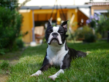 Boston terrier (Boston terrier) kutya fotó, természet ár (a kutya) Boston terrier (Boston terrier) kutya fotó, természet ár