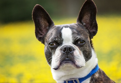 Boston Terrier (Boston Terrier) fotografie câine, natura, preț