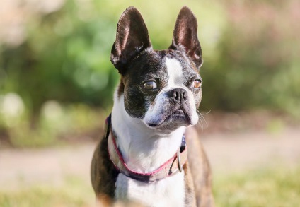 Boston terrier (Boston terrier) kutya fotó, természet ár