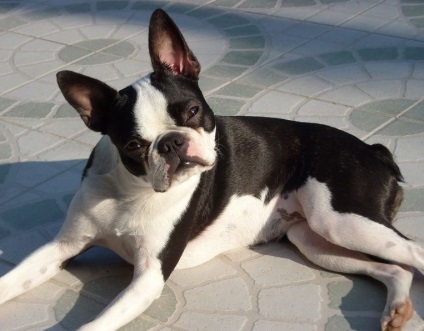 Boston Terrier fotografie, descriere de rasă, natură, video, îngrijire