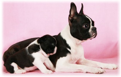 Boston terrier fotó kisállat gondozás és karbantartás, betegség