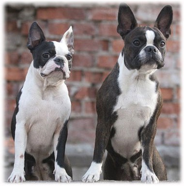 Boston Terrier fotografie pentru animale de companie, îngrijire și întreținere, boală