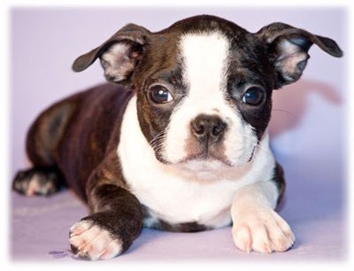 Boston Terrier fotografie pentru animale de companie, îngrijire și întreținere, boală